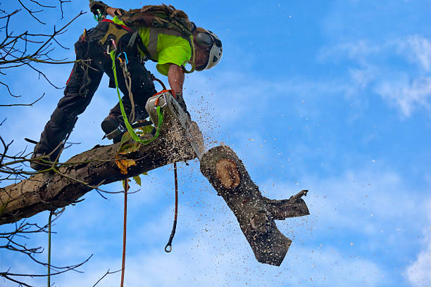 How Our Tree Care Process Works  in  Grant, AL